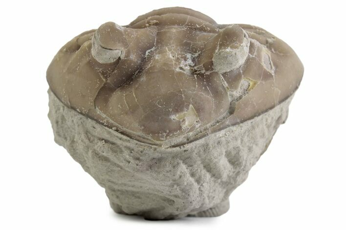 Bargain, Enrolled Asaphus Trilobite - Russia #363244
